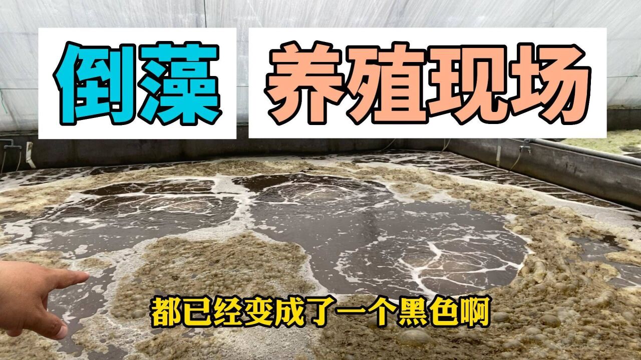 水产养殖:倒藻的4个不同阶段啥样?养殖一线实景分享