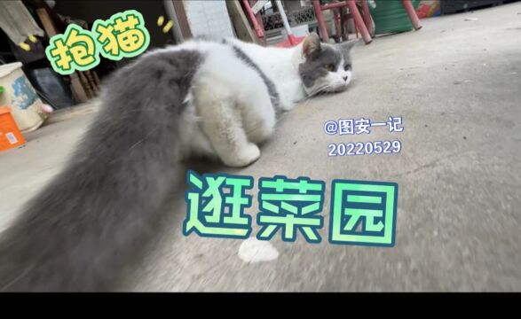 【图安一记】抱猫逛菜园,下雨豆凋零