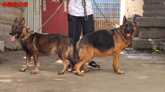 小伙开车3个小时,探访深山养德牧的犬舍,看完视频这趟来值了!