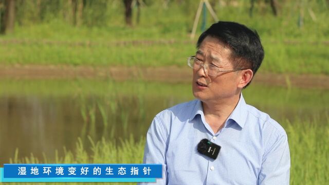 湿地活,生态兴——美丽安徽背后的湿地力量