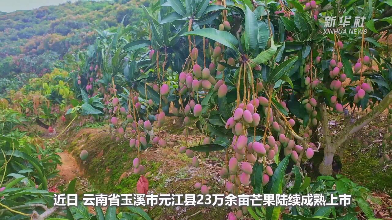 云南元江:23万亩芒果陆续成熟上市