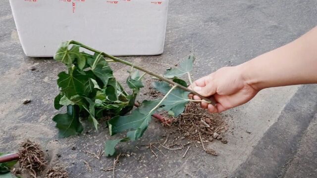 移栽能染指甲的凤仙花,剪一枝无花果用来扦插