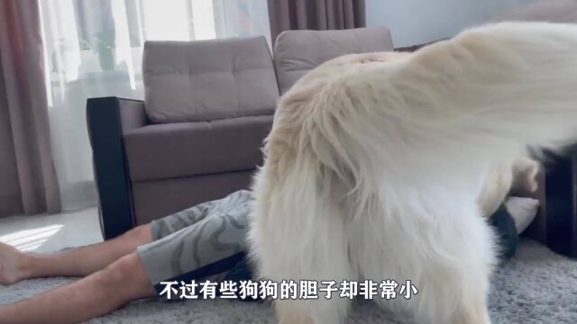 柴犬第一次陪主人划船,主人:你这样我怎么划?场面太搞笑了