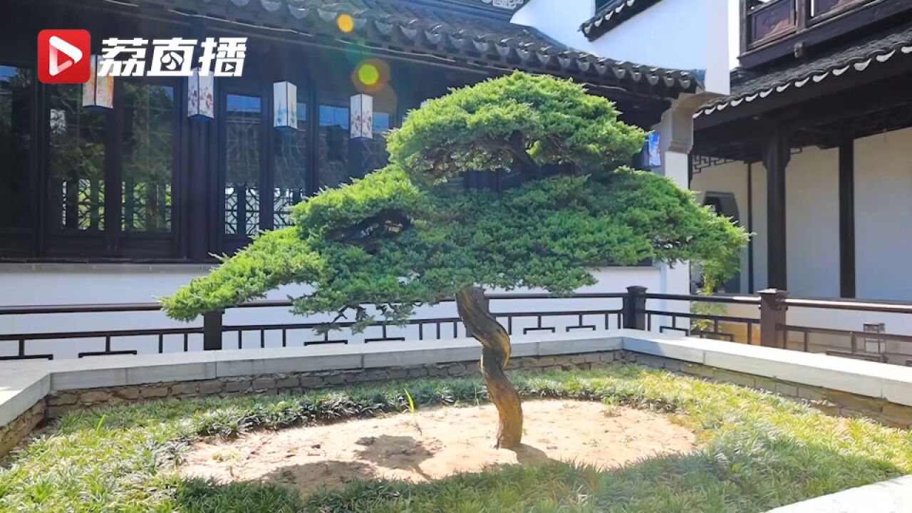 宿迁这个花园有一株400年前御赐盆景