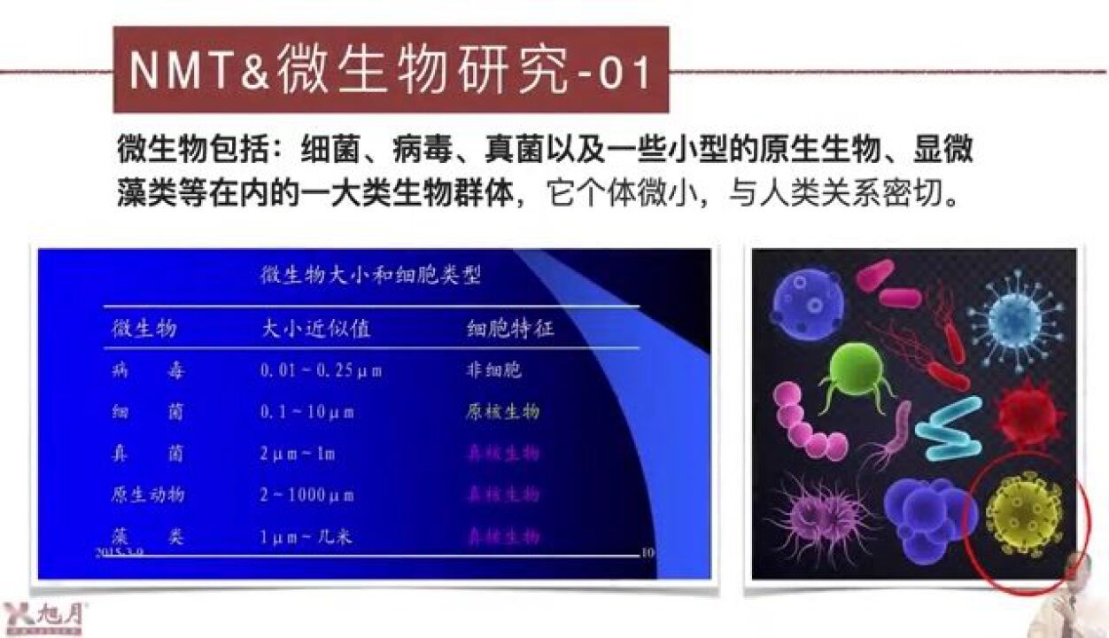 NMT与微生物研究(02)【许越博主】