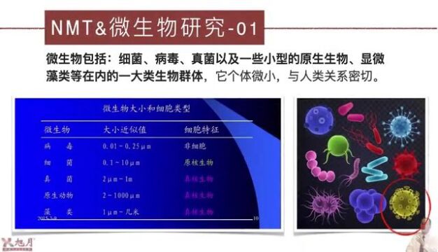 NMT与微生物研究(02)【许越博主】