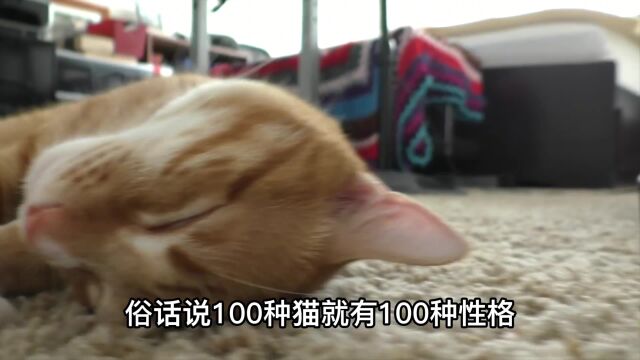 怎么让猫更亲人?