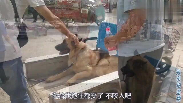 狗市上一条幽美的德国牧羊犬,要价5000块钱,值这个价吗?