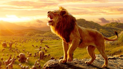 真人版《狮子王》感受顶级特效身临其境的感觉！