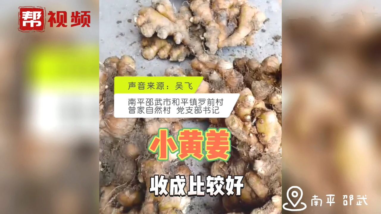 助农帮帮团直通原产地 邵武曾家村近10万斤小黄姜收成急寻销路