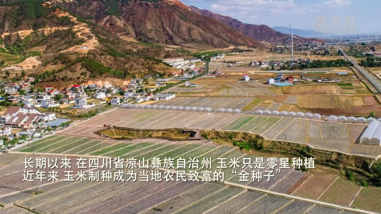 四川大凉山:玉米制种成为致富“金种子”