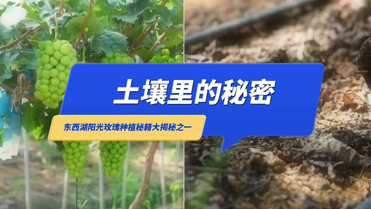 武汉优质农产品——东西湖葡萄的独家种植秘籍 马上揭晓!