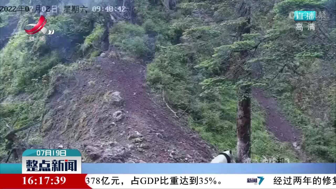 四川:实时监控系统9天两次拍到大熊猫