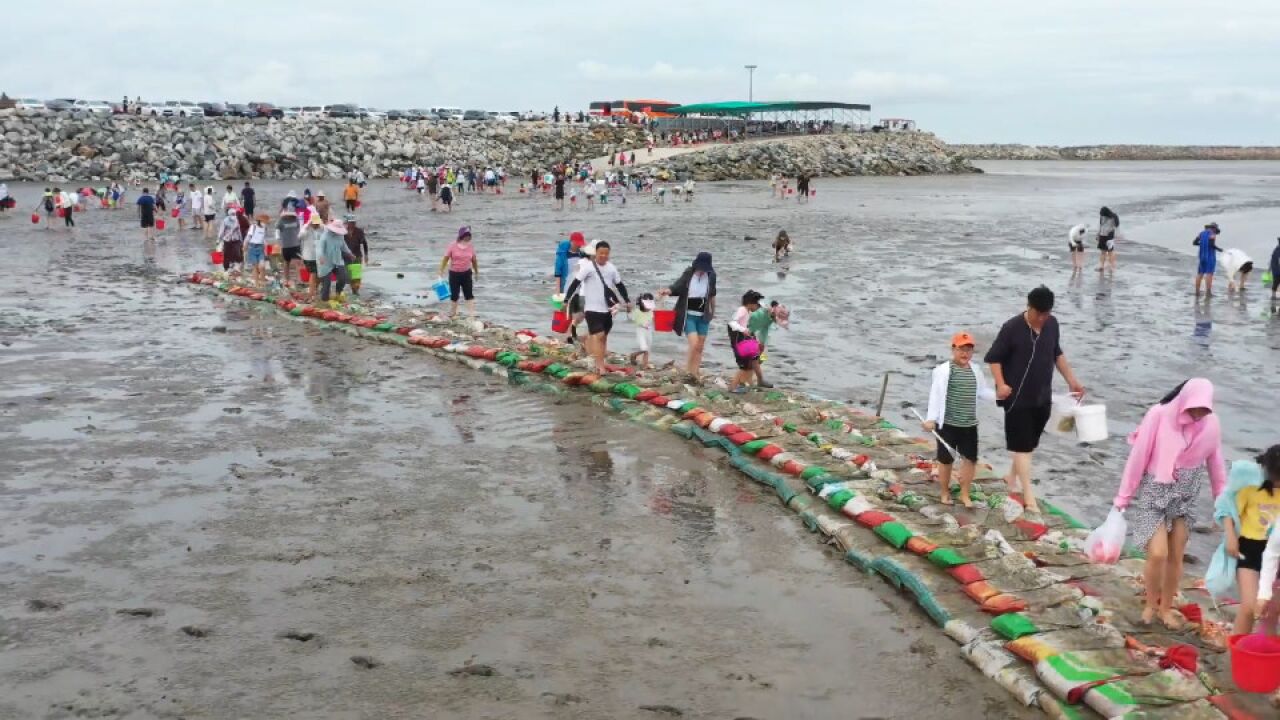 丹东千人捡泥螺!7月最后一天,双峰岛滩涂上演今年首部旅游大戏