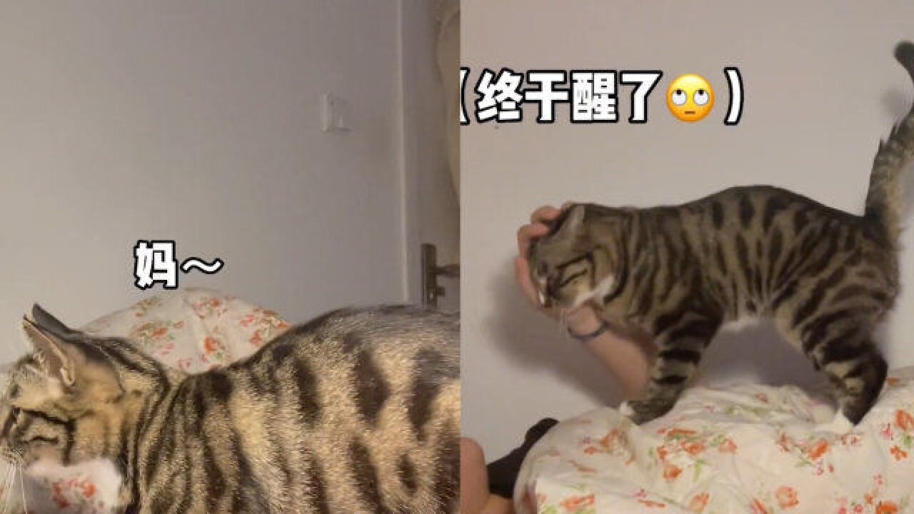 猫咪为叫醒主人各种撒娇!一声声的“妈妈”萌翻了,网友直呼太羡慕