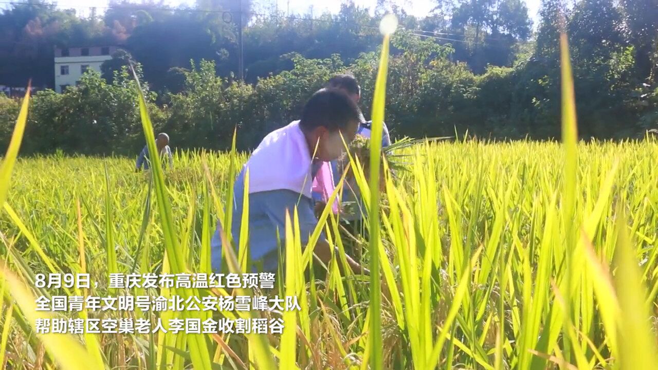 超越40℃的丰收喜悦,金黄麦田里的藏蓝风“警”