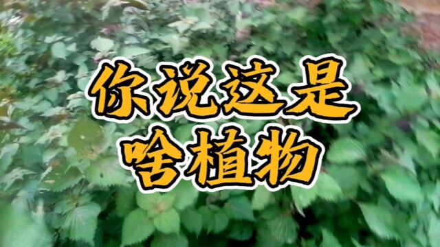 #创作灵感 小院的边角长出绿里透紫的植物,很好看还可入药,你猜这是啥植物