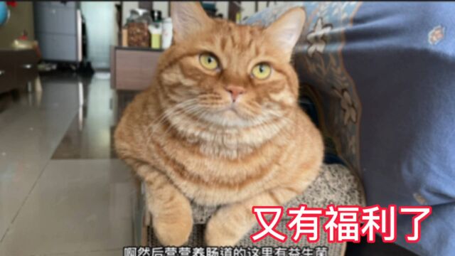 大呆不是一般猫,提大呆好使!