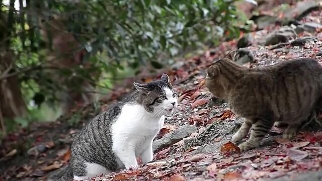 猫咪大型干架现场,白狸猫率先出手,360度旋转把黑狸压在身下