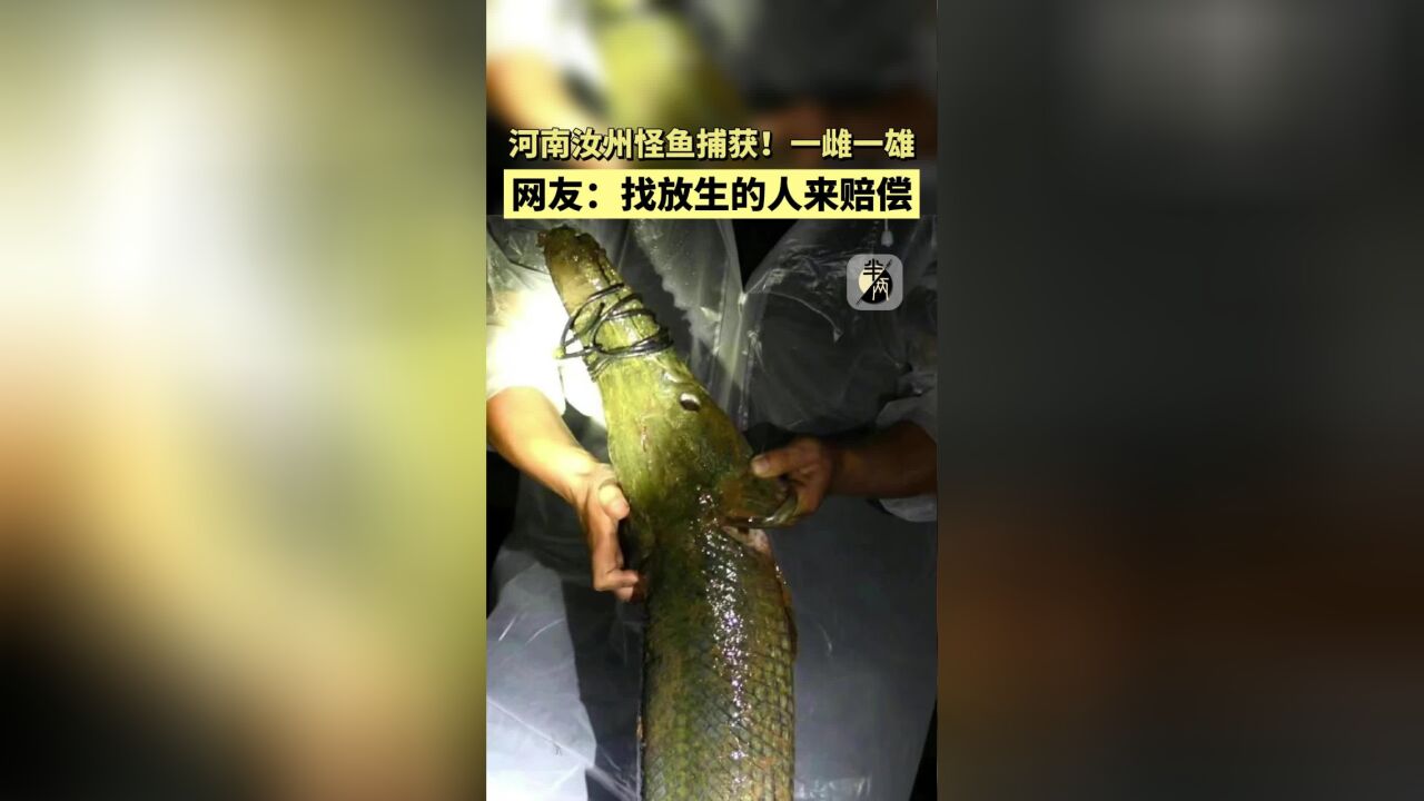 河南汝州怪鱼捕获!一雄一雌