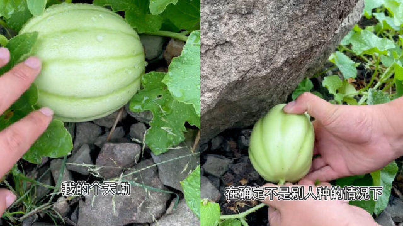 女子在荒芜石堆里发现野生瓜,和丈夫艰难摘瓜,一闻黄瓜味险翻车