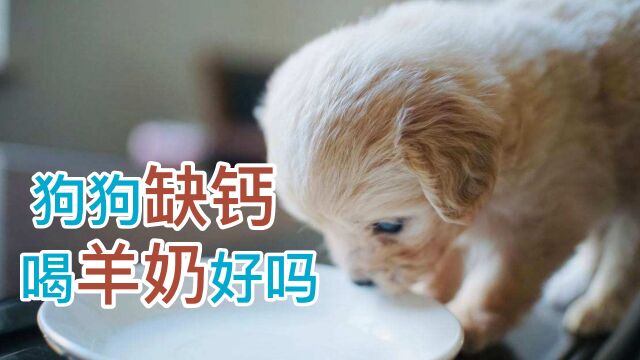 狗狗缺钙喝羊奶好吗