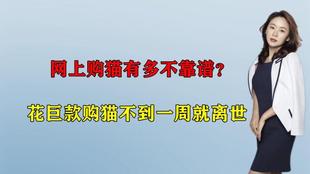 网上购猫有多不靠谱?花巨款购猫不到一周就离世,商家是否该承担责任