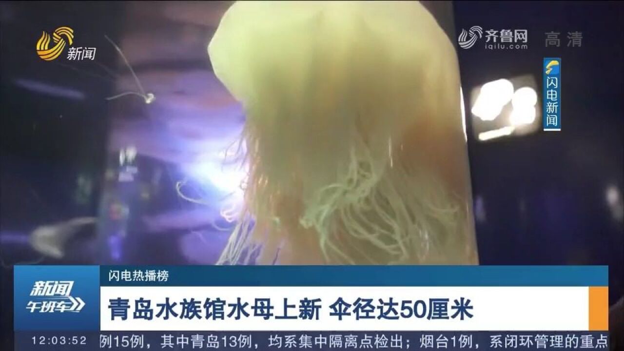 青岛水族馆水母上新,伞径达50厘米,晶莹透亮宛如小精灵,超治愈