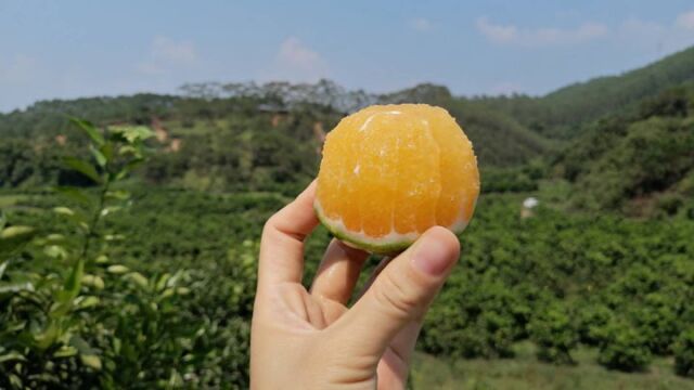 玉林市陆川县田园庄红心橙田心种植基地