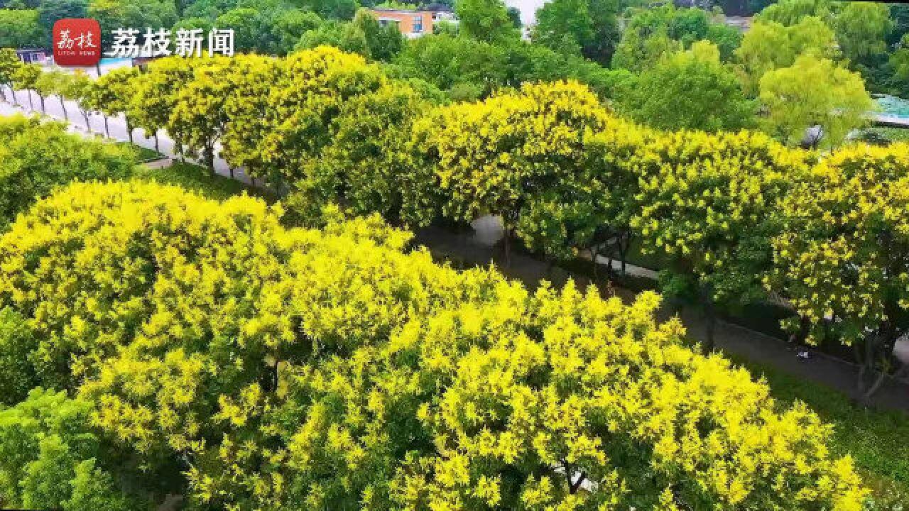 秋日浪漫!南京玄武湖栾树花开成金色花海