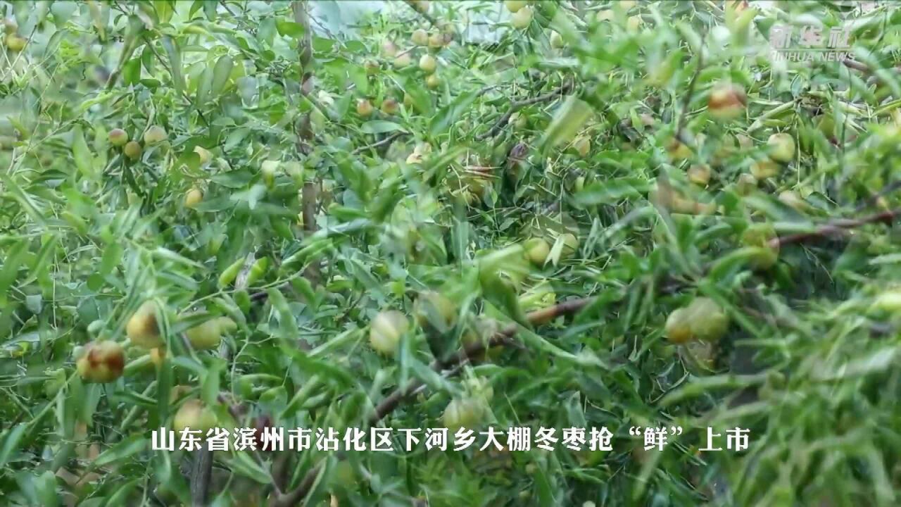 山东沾化:大棚冬枣抢“鲜”上市