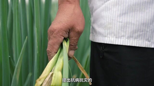 我的追梦故事|宋光宝:聚焦高品质 让章丘大葱香飘四方