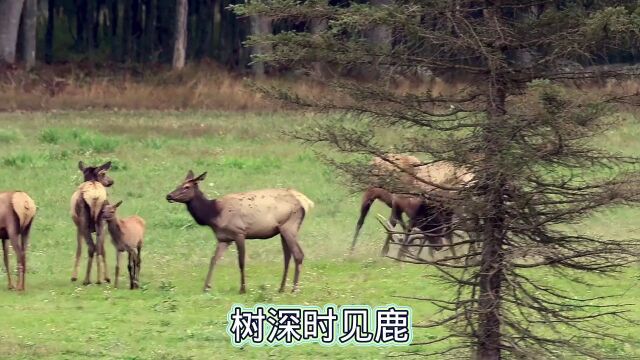 树深时见鹿,溪午不闻钟.一一李白《访戴天山道士不遇》