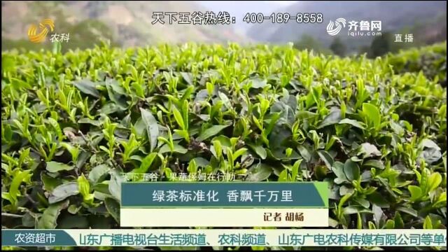 香飘千万里!日照绿茶“标准化”种植,品质大幅提升