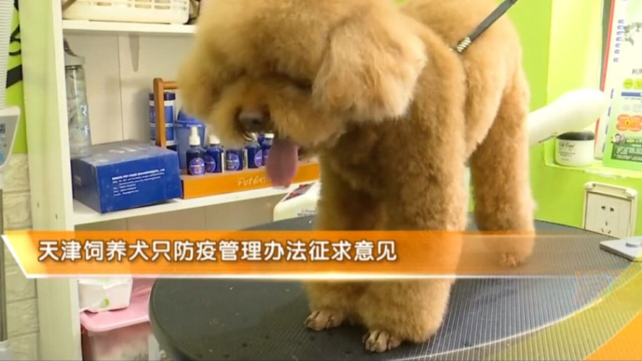 天津就“饲养犬只防疫管理办法”征求意见!