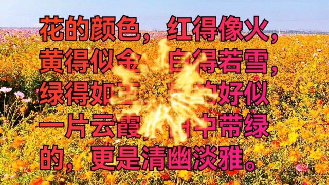 美丽的衡水湖花海,景色五颜六色,美不胜收.