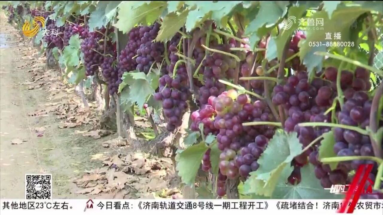 诱人!龙口葡萄喜获丰收,颗粒大、含糖量高,＂串起＂果农幸福生活