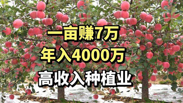 小伙靠一张大网,一亩地赚7万元,年销售4000万,他是怎么做到的