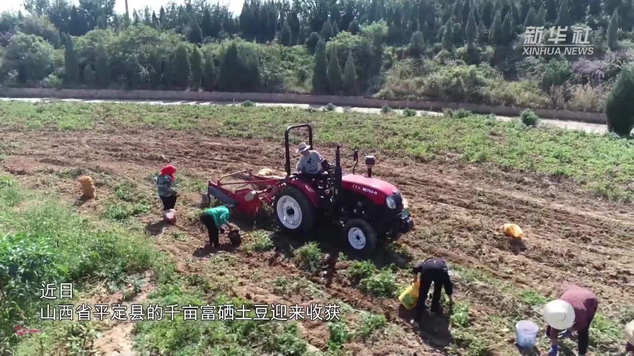 山西平定:小土豆成为致富“金豆豆”