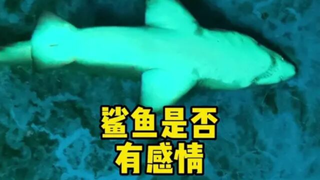 鲨鱼是否有感情呢?看完这个视频可能会改变你的看法