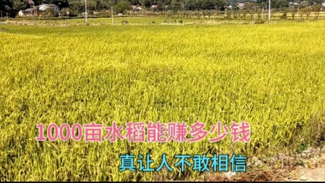 湖南农村种1000亩水稻能赚多少钱?公开披露真实收入,听完别吃惊