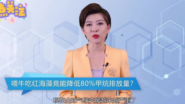 喂牛吃红海藻竟能降低80%甲烷排放量?