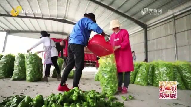 大叔带领村民成立佰盟种植专业合作社,实现脱贫致富