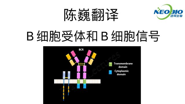 【陈巍翻译】B 细胞受体和 B 细胞信号