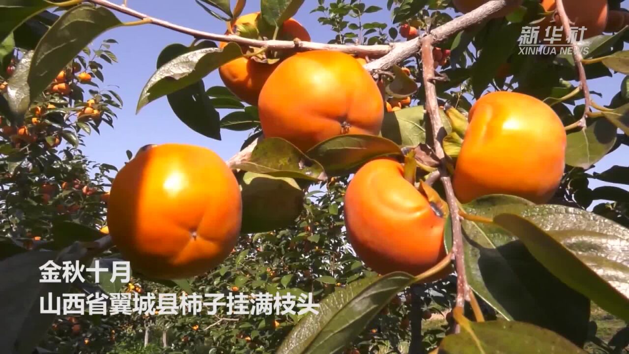 山西翼城:柿子丰收映山乡