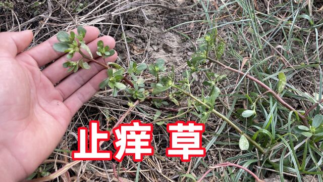 农村的马齿苋被称为“止痒草”,在生活中用途大,你家乡有吗