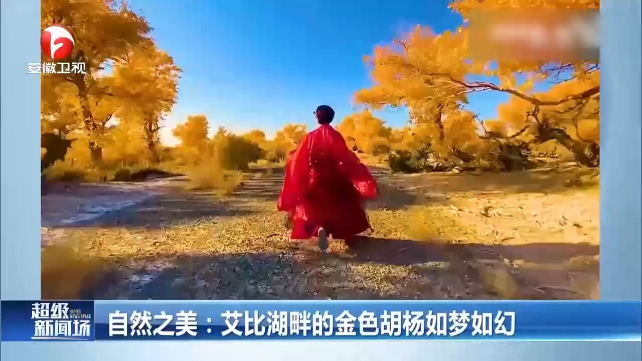 新疆:艾比湖畔的金色胡杨如梦如幻,真是太美了!