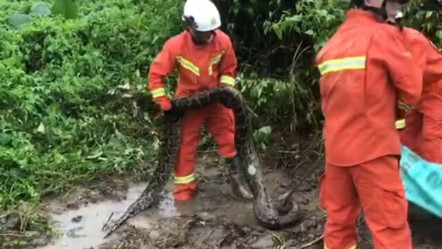 海南定安:大蟒蛇疑因台风天被困槟榔园 辖区消防站到场成功施救