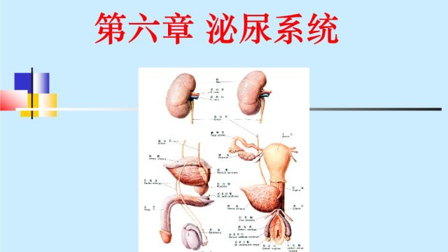 泌尿系统精讲【第01课】肾脏生理与病理基础