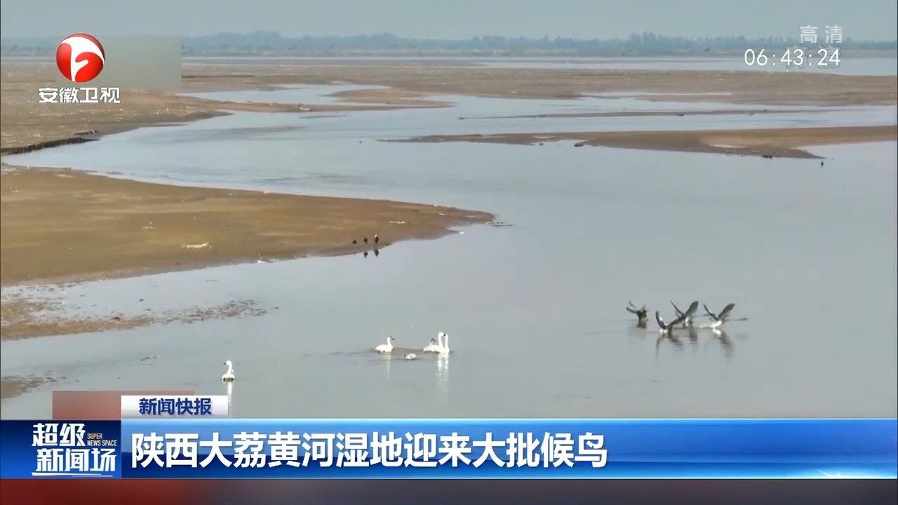 陕西大荔黄河湿地迎来大批候鸟